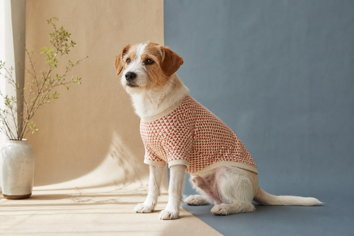 青と生成りの背景の前で赤茶色の柄入り犬服を着た犬のAI制作の編集イメージ